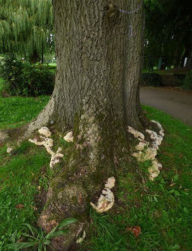 Mature brackets adorning the base of a mature ash in Bishop’s Stortford, Hertfordshire.